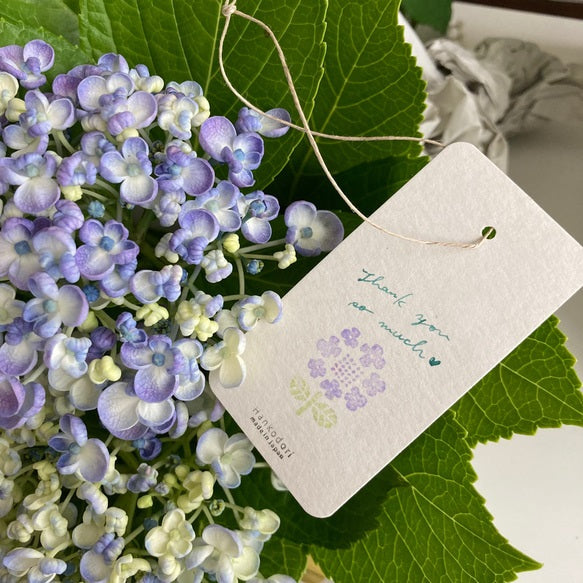 Hankodori Rubber Stamp - Glacecap Hydrangea