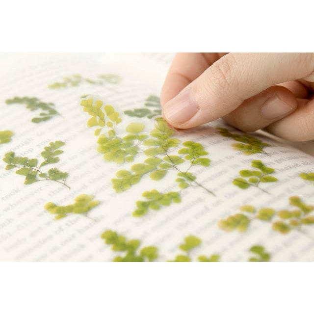 Appree Pressed Flower Sticker - Adiantum