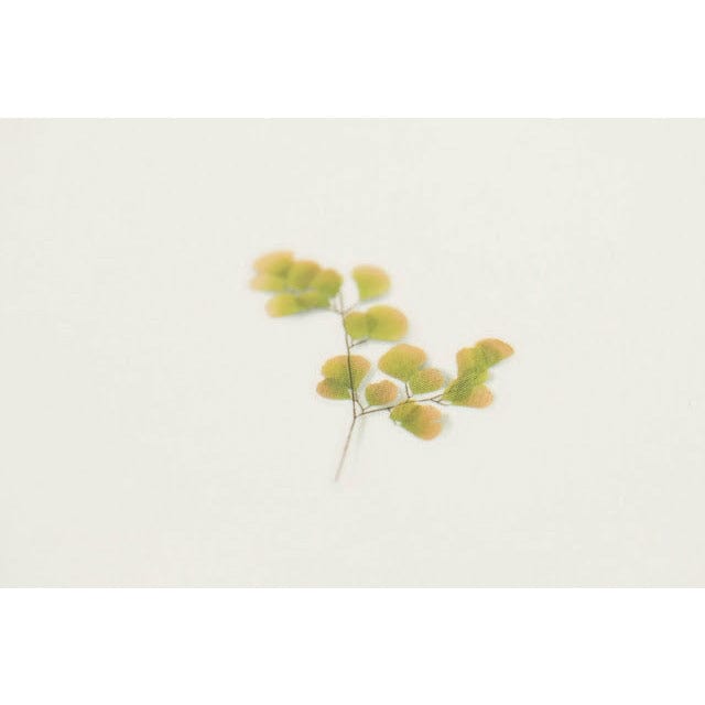 Appree Pressed Flower Sticker - Adiantum