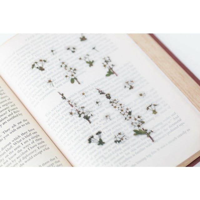 Appree Pressed Flower Sticker - Bridal wreath