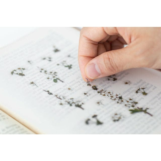 Appree Pressed Flower Sticker - Bridal wreath