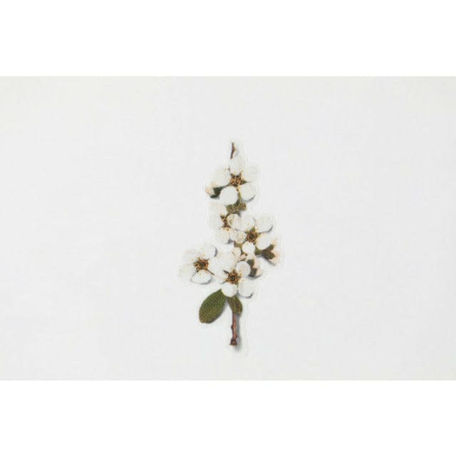 Appree Pressed Flower Sticker - Bridal wreath