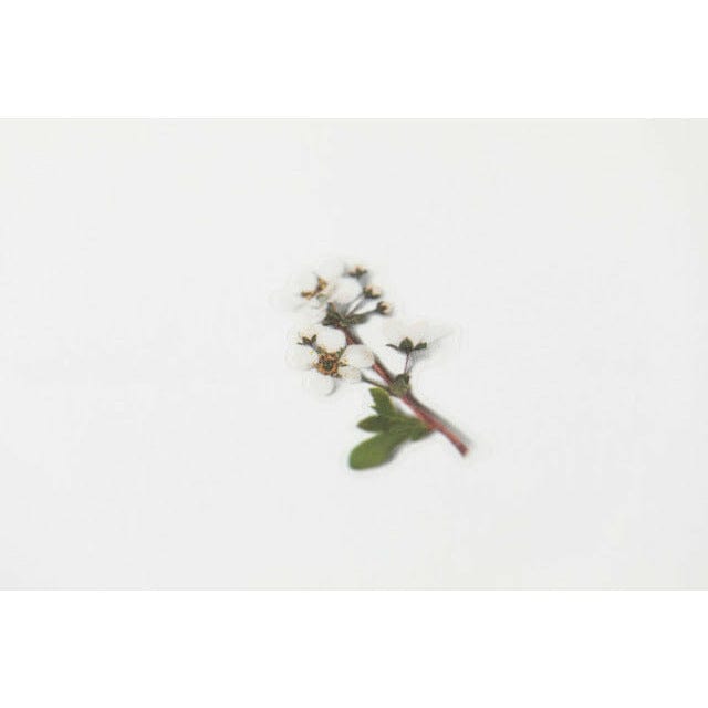 Appree Pressed Flower Sticker - Bridal wreath