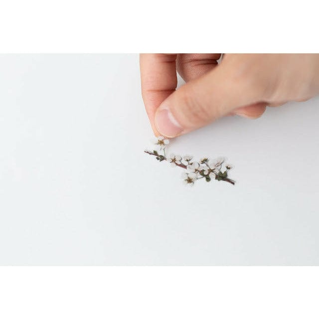 Appree Pressed Flower Sticker - Bridal wreath