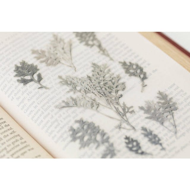 Appree Pressed Flower Sticker - Dusty miller