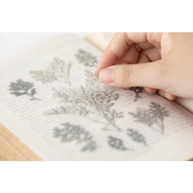 Appree Pressed Flower Sticker - Dusty miller