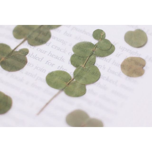 Appree Pressed Flower Sticker - Eucalyptus