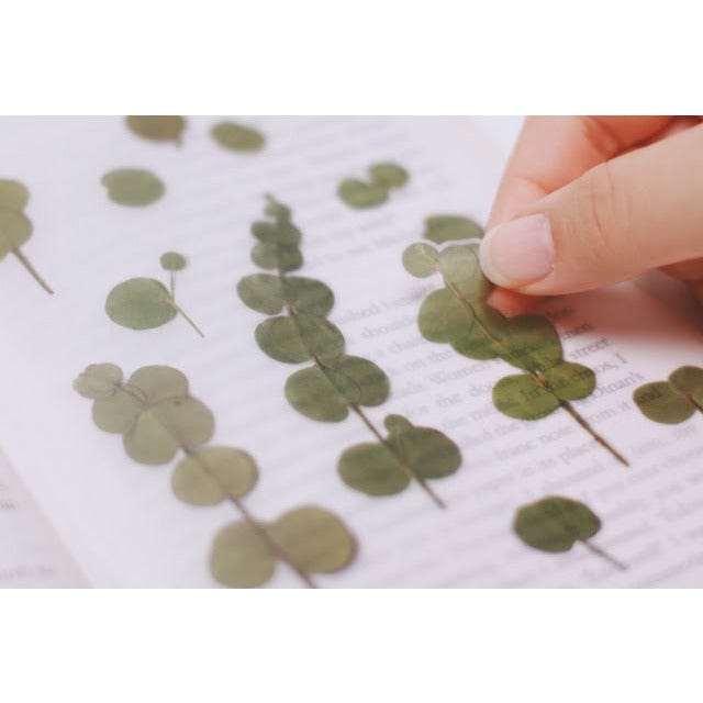 Appree Pressed Flower Sticker - Eucalyptus