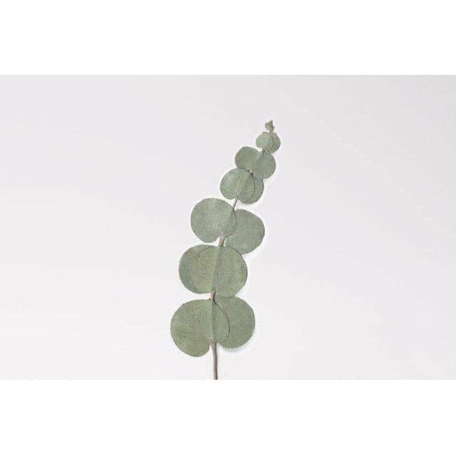 Appree Pressed Flower Sticker - Eucalyptus