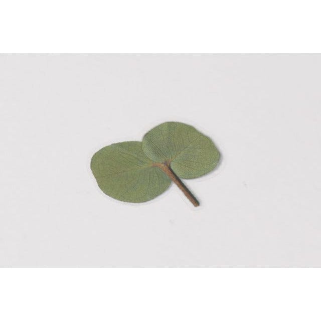 Appree Pressed Flower Sticker - Eucalyptus