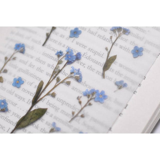 Appree Pressed Flower Sticker - Forget me not
