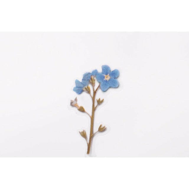 Appree Pressed Flower Sticker - Forget me not