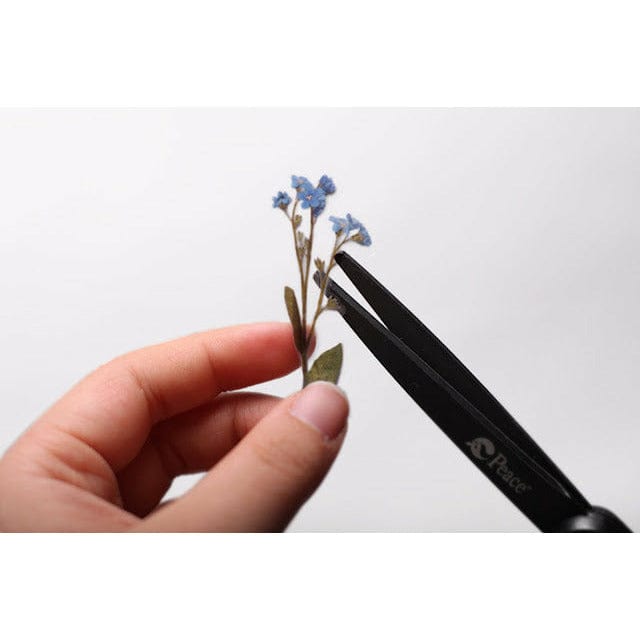 Appree Pressed Flower Sticker - Forget me not