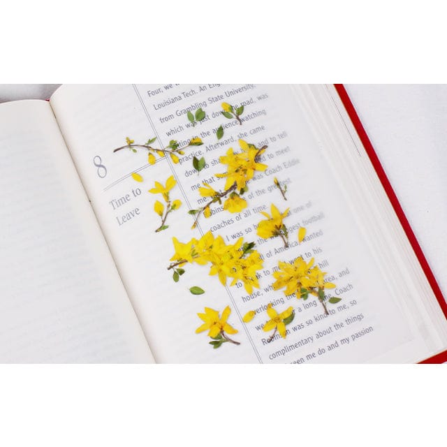 Appree Pressed Flower Sticker - Forsythia