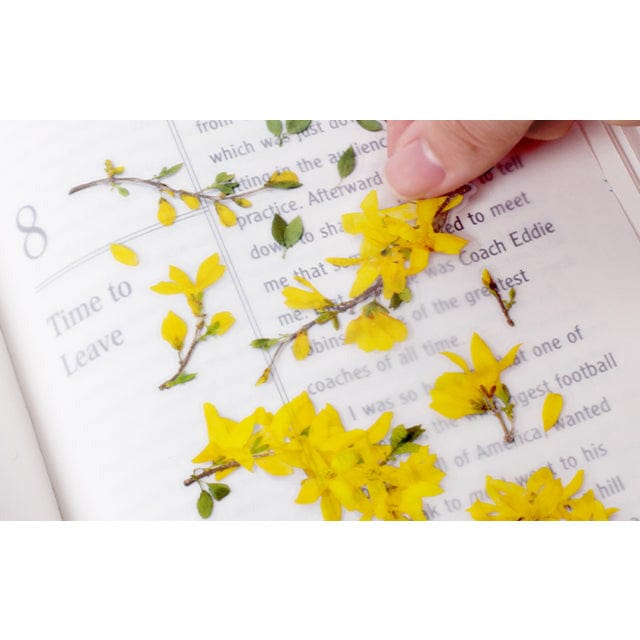 Appree Pressed Flower Sticker - Forsythia