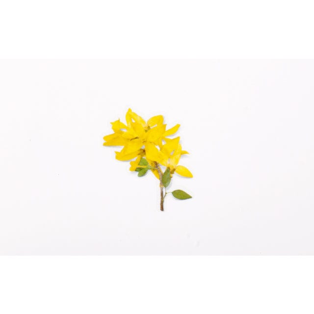 Appree Pressed Flower Sticker - Forsythia