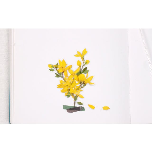 Appree Pressed Flower Sticker - Forsythia