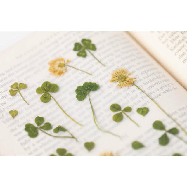 Appree Pressed Flower Sticker - Four Leaf Clove