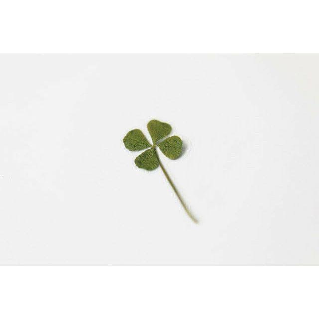 Appree Pressed Flower Sticker - Four Leaf Clove