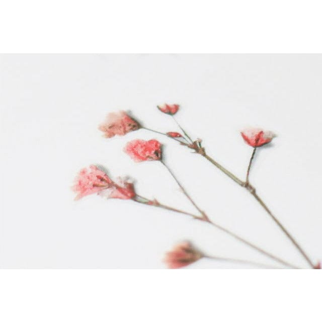 Appree Pressed Flower Sticker - Gypsophila