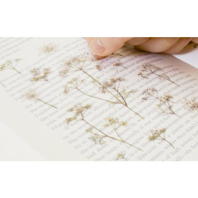 Appree Pressed Flower Sticker - Lace flower