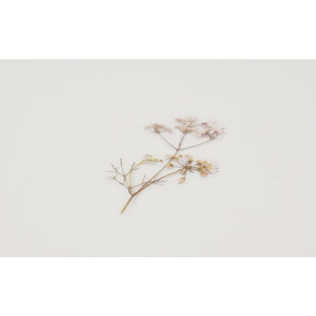 Appree Pressed Flower Sticker - Lace flower