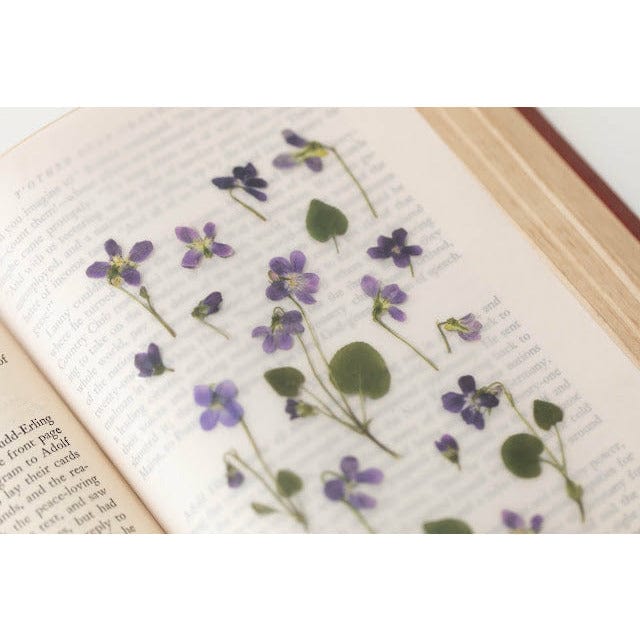 Appree Pressed Flower Sticker - Manchurian violet