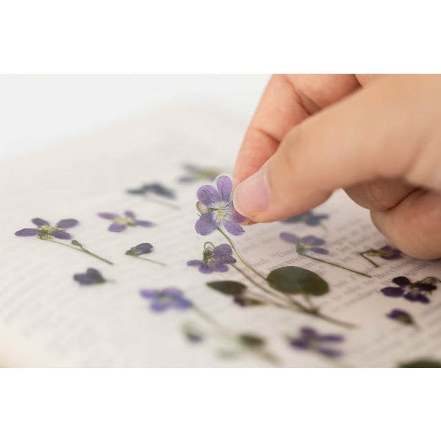 Appree Pressed Flower Sticker - Manchurian violet