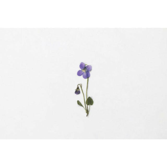 Appree Pressed Flower Sticker - Manchurian violet