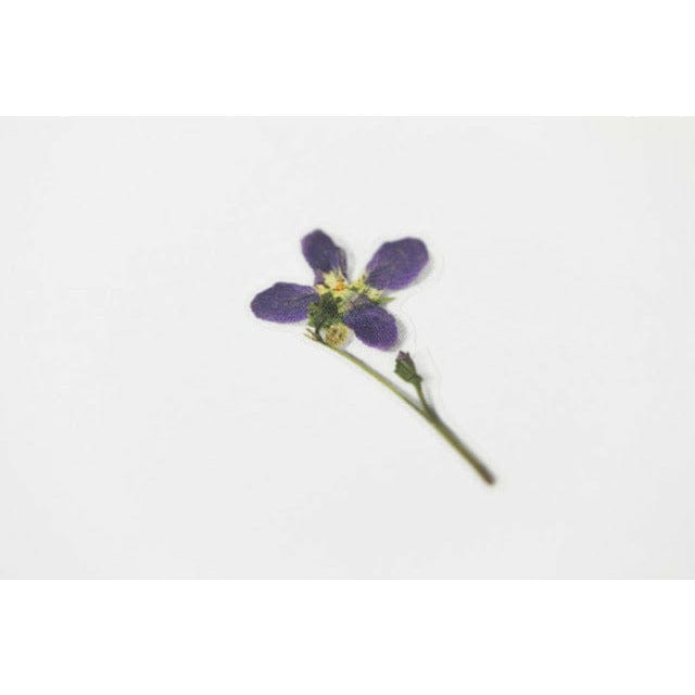 Appree Pressed Flower Sticker - Manchurian violet