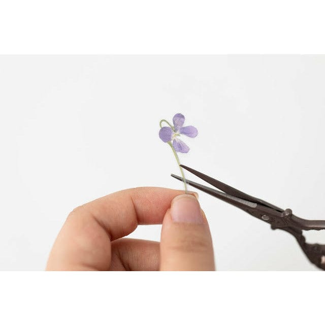 Appree Pressed Flower Sticker - Manchurian violet