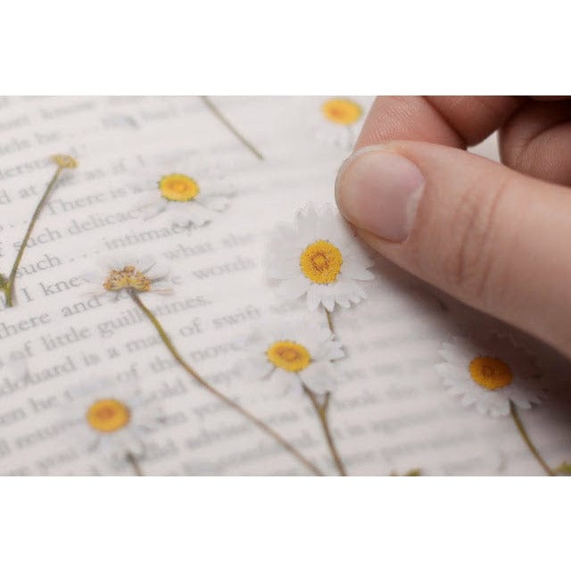 Appree Pressed Flower Sticker - Marguerite