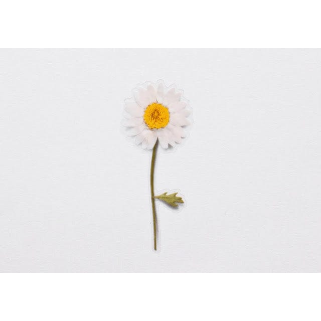 Appree Pressed Flower Sticker - Marguerite