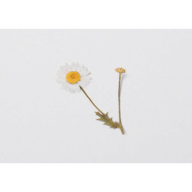 Appree Pressed Flower Sticker - Marguerite