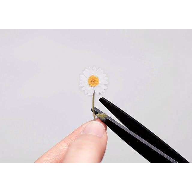 Appree Pressed Flower Sticker - Marguerite