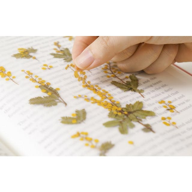 Appree Pressed Flower Sticker - Mimosa