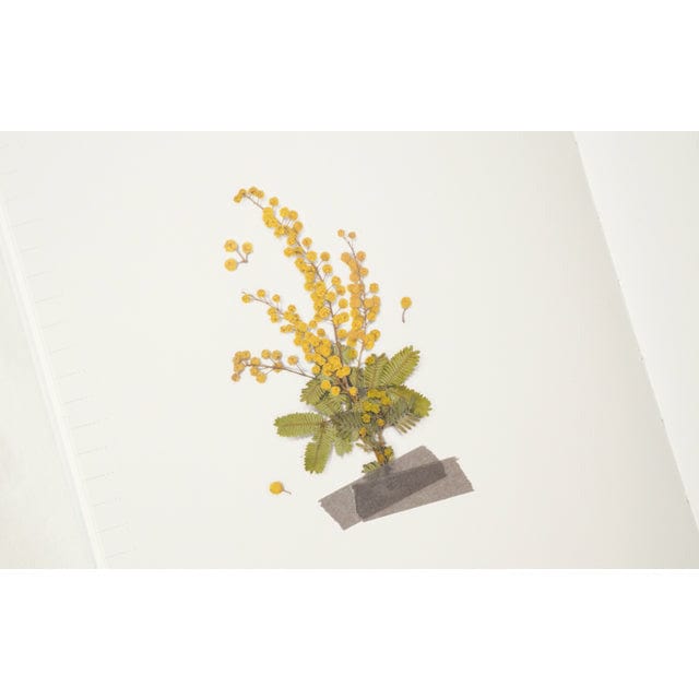 Appree Pressed Flower Sticker - Mimosa