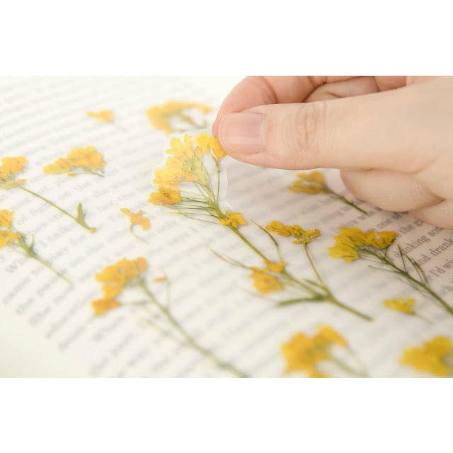 Appree Pressed Flower Sticker - Rapeseed flower