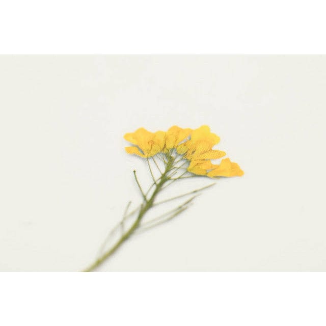 Appree Pressed Flower Sticker - Rapeseed flower