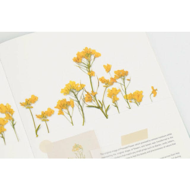 Appree Pressed Flower Sticker - Rapeseed flower