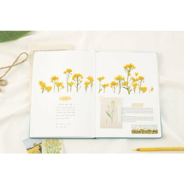 Appree Pressed Flower Sticker - Rapeseed flower